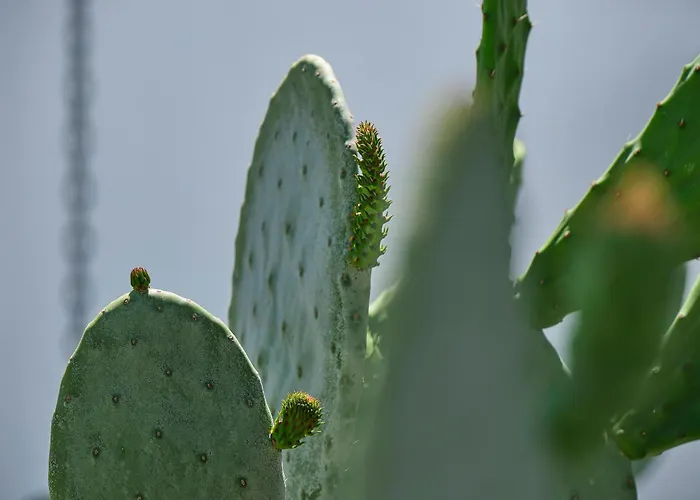 Yaz 2* Яликовак